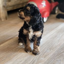 Comet female 3 - Black phantom female Aussiedoodle puppy in Redding, California from House Merrills Minis and Doodles