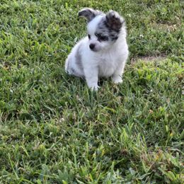 Cici - Merle female Chihuahua puppy in Amity, Pennsylvania from Baxters Chihuahuas