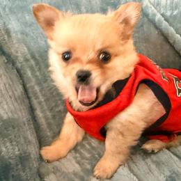 Fuji Pomchi - Blue fawn male Chihuahua puppy in Seneca, Missouri from Stephanie’s Puppy Colony