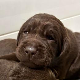 Kate Ma Baker - Chocolate female Labrador Retriever puppy in Turner, Maine from Bear Pond Retrievers
