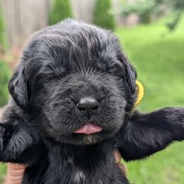 Yellow - Black male Newfoundland puppy in Independence, Missouri from K & L Ranch