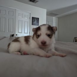 Pomsky Puppies from Tony Hwang