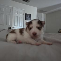 Pomsky Puppies from Tony Hwang