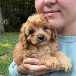 Baron - Red male Cavapoo puppy in Midland, North Carolina from Rocky River Cavapoos
