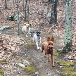 Goldendoodle Puppies from Heartshine Doodles