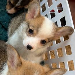 Boy 5 - Sable male Pembroke Welsh Corgi puppy in Helmville, Montana from Calie’s Corgis