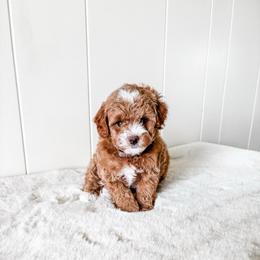 Abe - Red  male Poodle puppy in Quakertown, Pennsylvania from Miniature Poodle Stud and Pups