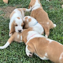 Basset Hounds from Backyard Basset’s