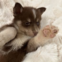 Sir Ransom - Red and white male Pomsky puppy in Arkansas from The Looking Glass Kennel