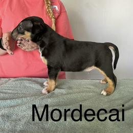 Mordecai - Black tan and white male Bull Terrier puppy in Spokane Valley, Washington from Whitney Johnson