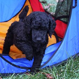 Poodle Puppies from Piccolo's Poodles