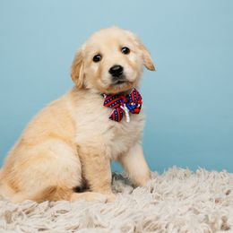Rocket - Light golden Golden Retriever puppy in Heber City, Utah from Wasatch Back Companions