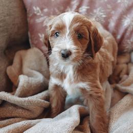 Matcha - Apricot female Goldendoodle puppy in Atlanta, Georgia from Cedarcrest Goldendoodles