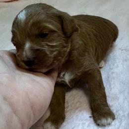 Dahlia - Apricot female Goldendoodle puppy in Newaygo, Michigan from West Michigan Doodles and Poodles
