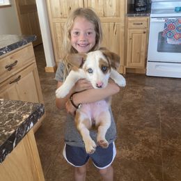 American Corgi Puppies from Cool Creek Corgjs