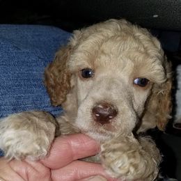 Poodle Puppies from Purely Haus Standards