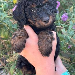 Molly - Black female Bernedoodle puppy in Caldwell, Idaho from Treasure Valley Poodles