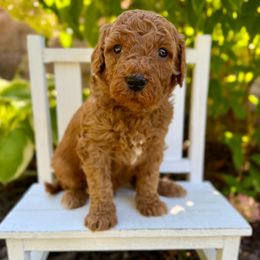 Jack O' Lantern - Red male Bernedoodle puppy in Midland, Michigan from Northern Charm Farm