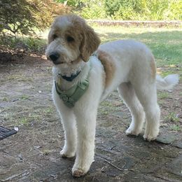 Goldendoodles from PDX PartiDoodles