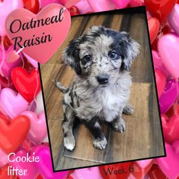 Oatmeal Raisin - Blue merle female Aussiedoodle puppy in Fredericktown, Ohio from Brisby Bordoodles