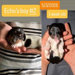 Echos boy 2 - Piebald male Dachshund puppy in Grand Junction, Michigan from J.C fur babies