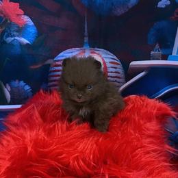 Rudy - Chocolate male Pomeranian puppy in Lyons, Georgia from Its a Poms Life Kennel