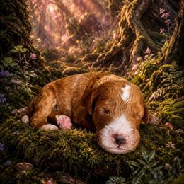 Dopey (7 dwarfs theme) - Red  male Goldendoodle puppy in Ozark, Missouri from Halo Doodles