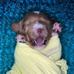 Boy 2 - Cavapoo puppy in Spokane, Washington from Treasured Cavaliers of the Pacific Northwest
