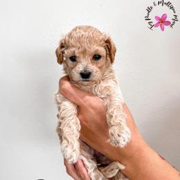 Brie - Cream female Maltipoo puppy in Kula, Hawaii from Toy Poodle & Maltipoo Maui