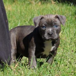Ruth - Blue brindle female American Bully puppy in Easton, Maryland from Night Court Bullies