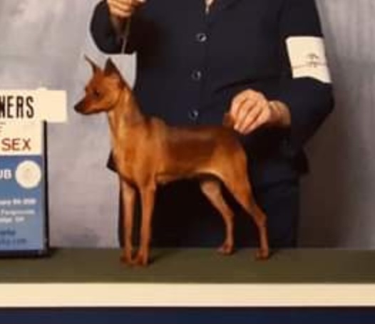 Haylo - Miniature Pinscher