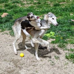 Silken Windhound Puppies from Silken Agents of CSBeck