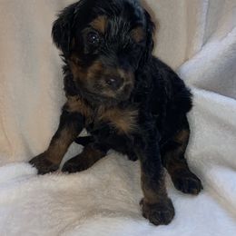 Goldendoodle Puppies from Dover Family Doodles