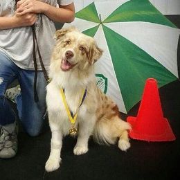 Honey or Honey Buns - Australian Shepherd