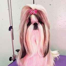 Shih Tzus from Oh My Shih Tzu