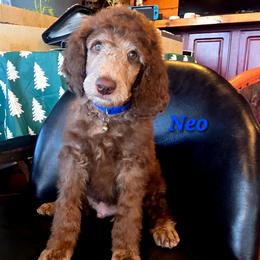 Neo - Brown male Poodle puppy in Woodbury, Pennsylvania from Zimmerman's Poodles