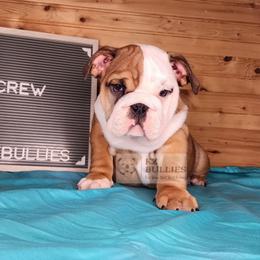 Crew - Red and white male Bulldog puppy in Hillsdale County, Michigan from KZ Bullies LLC