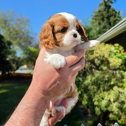 AKC Alice - Blenheim female Cavalier King Charles Spaniel puppy in Bonney Lake, Washington from House of Happy Cavaliers