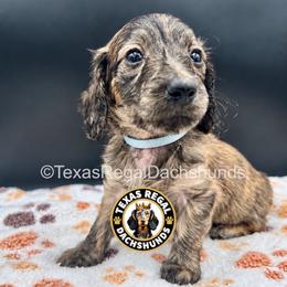 Luke - Brindle male Dachshund puppy in Houston, Texas from Texas Regal Dachshunds LLC