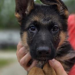 Yellow Girl - Black and red female German Shepherd puppy in Green Forest, Arkansas from Green Forest German Shepherds