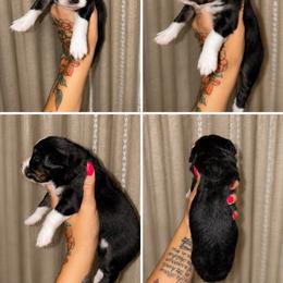 Daisy - Black tri female Toy Australian Shepherd puppy in Carlsbad, New Mexico from New Mexico Aussies