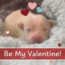 Marshall (lavender) - Silver male Chihuahua puppy in Seneca, Missouri from Stephanie’s Puppy Colony