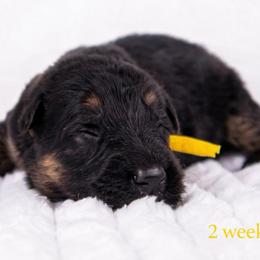 Yellow collar - Black and red male German Shepherd puppy in Plumas Lake, California from Zwinger Vom Greifjäger