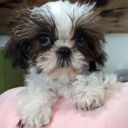 Zena - Red and white Shih Tzu puppy in California from Lugo Shih Tzus