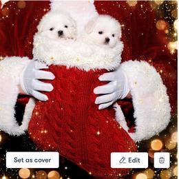Shichon and Shih Tzu Puppies from Angie’s Teddy Bear Puppies Minnesota