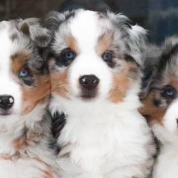 Miniature American Shepherd Puppies from Stones River Mini American Shepherds