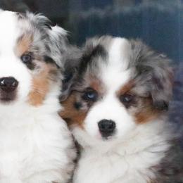 Miniature American Shepherd Puppies from Stones River Mini American Shepherds