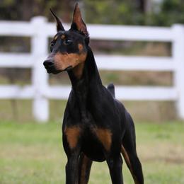 Apple - Black and rust female Doberman Pinscher puppy in Rockwall, Texas from Elitehaus