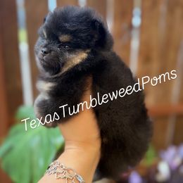 Grace - Black and tan female Pomeranian puppy in Eagle Pass, Texas from Texas Tumbleweed Poms