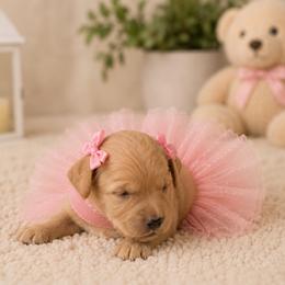 Pink collar - Cream female Goldendoodle puppy in Aurora, Illinois from Chicago Goldendoodles